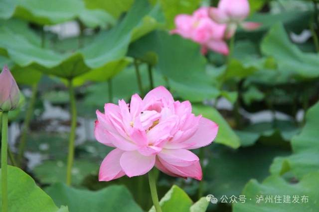 【多图】周末约起来~泸州市植物园“太空荷花”开得正艳(图19) 微信图片_20240531094849.jpg