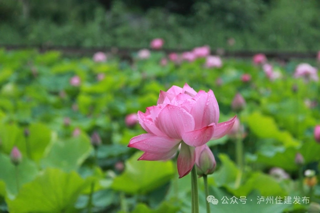 【多图】周末约起来~泸州市植物园“太空荷花”开得正艳(图20) 微信图片_20240531094853.jpg