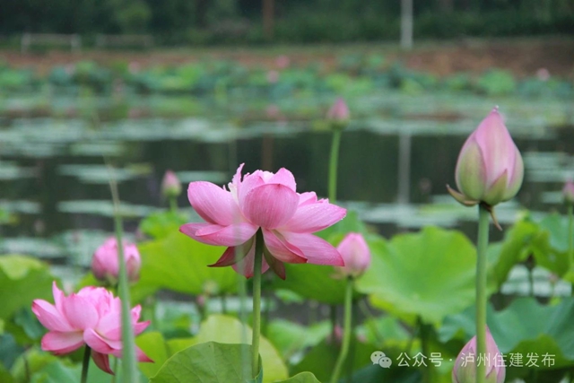 【多图】周末约起来~泸州市植物园“太空荷花”开得正艳(图21) 微信图片_20240531094857.jpg