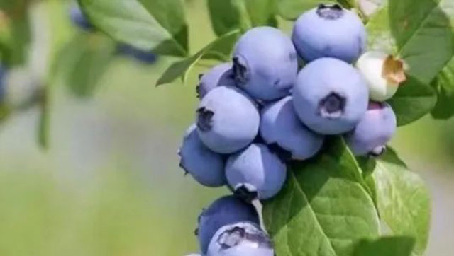 水果采摘正当时！一起坐公交、逛果园、尝鲜果吧~