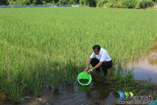 水上夏耕正当时 稻虾共作助丰收 | 泸县投放大头虾苗8000亩