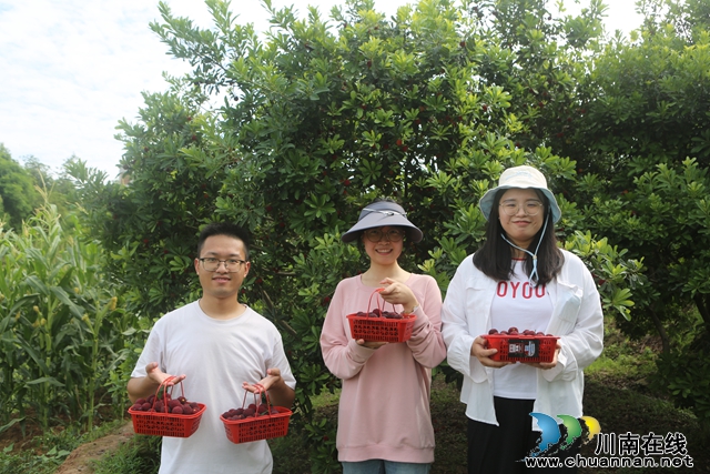 泸县天兴镇：种上百棵杨梅树 解馋养老两不误