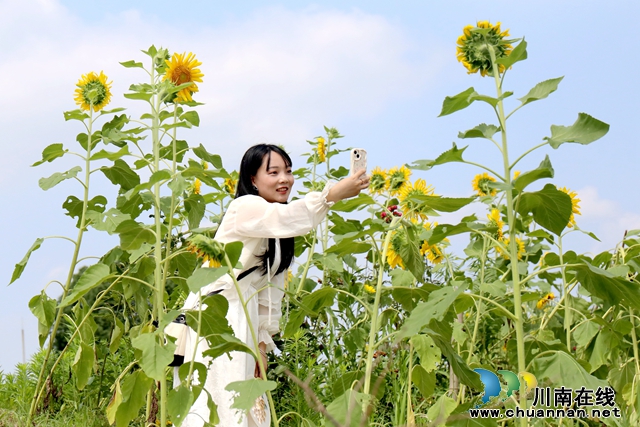 往来游客在向日葵花海打卡拍照，留下美好的夏日回忆  谢汶萍摄(2).JPG