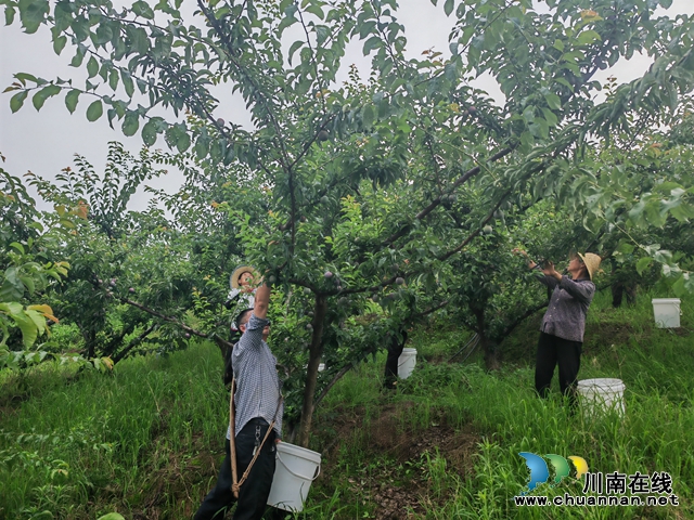 与“李”相约  泸县喻寺镇“五月脆”远销福建、浙江