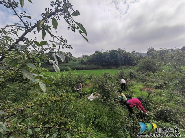 鲜销  烘干！泸县3万亩青花椒喜获丰收