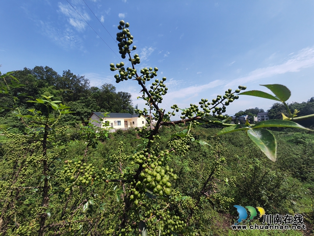 丰收的青花椒（曾佐然摄）.jpg