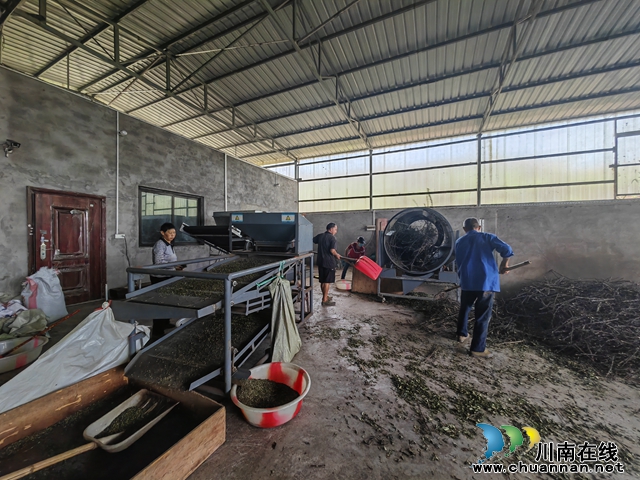 烘干花椒（曾佐然摄）.jpg