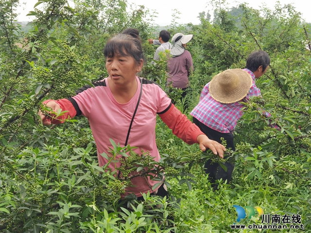 泸县得胜镇上顶山村村民钟富贵（左一）花椒种植基地采摘用工现场.jpg