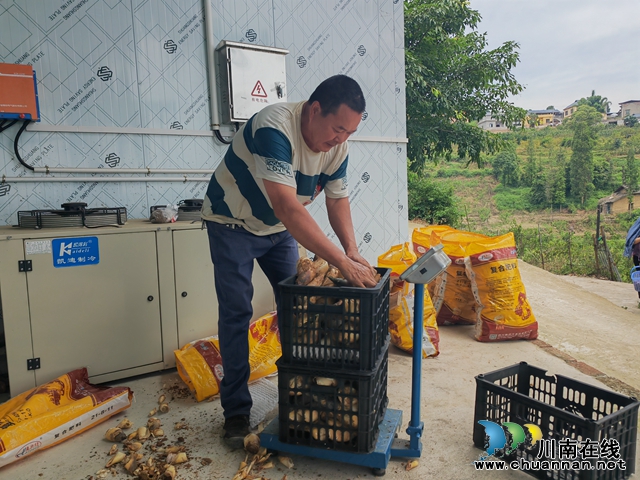 填补夏季无竹笋的市场空白｜泸县石桥镇引种绿竹探出致富路