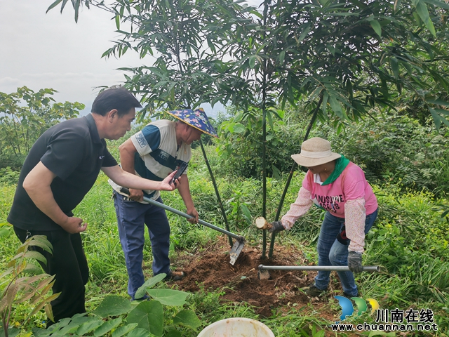 填补夏季无竹笋的市场空白|泸县石桥镇引种绿竹探出致富路(图2) 采挖绿竹笋(曾佐然摄).jpg