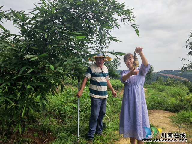 填补夏季无竹笋的市场空白|泸县石桥镇引种绿竹探出致富路(图3) 展示采挖的绿竹笋(曾佐然摄).jpg