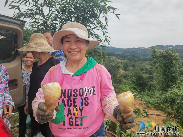 填补夏季无竹笋的市场空白|泸县石桥镇引种绿竹探出致富路(图4) 展示采挖的绿竹笋1(曾佐然摄).jpg
