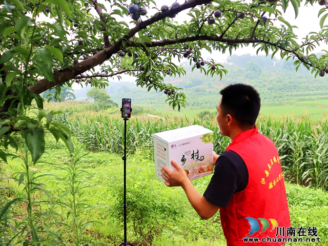 泸县立石镇：脆李成熟季，春风不如“李”