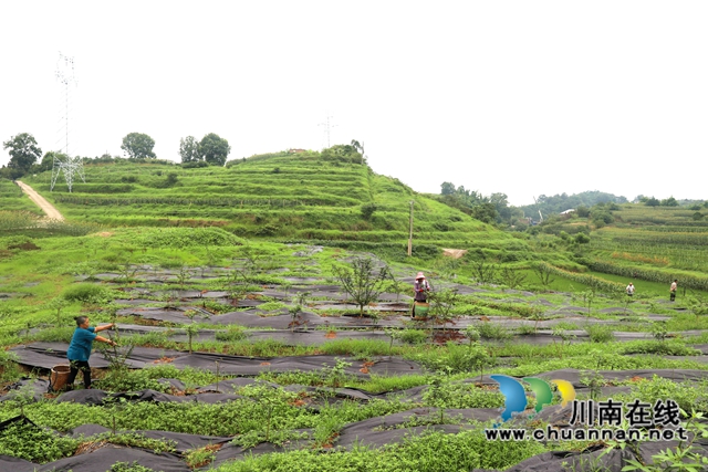 龙马潭：百亩花椒园迎来采摘期