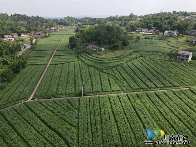 “穗”出丰收景致｜宜宾南溪区长兴镇万亩定制红粮陆续进入扬花期