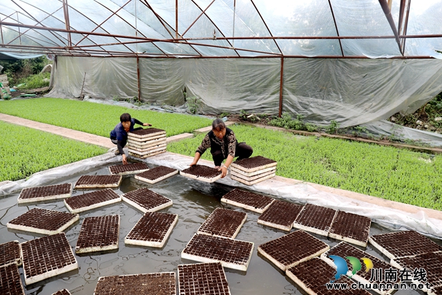 龙马潭：夏收时节育新苗，一年两收增产增效