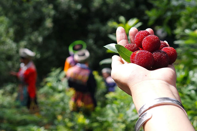 古蔺四个4A景区及其他景区官宣福利!(图8) 8.jpg