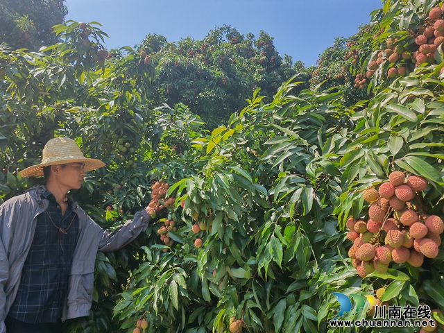 请来科技保姆｜泸县牛滩镇荔枝果农坐着数钱