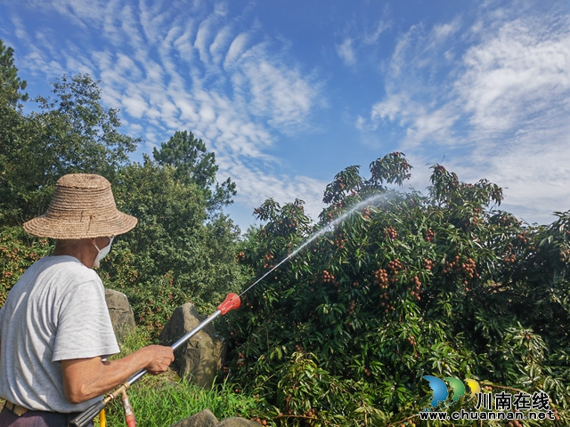 请来科技保姆|泸县牛滩镇荔枝果农坐着数钱(图2) 为荔枝施肥(曾佐然摄).jpg