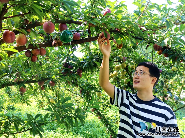 泸县立石镇：种下“恐龙蛋”，致富“金蛋蛋”