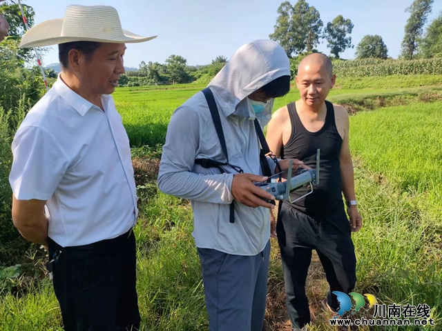 泸县玉蟾街道：无人机防控病虫害，为旱稻增产“保驾护航”