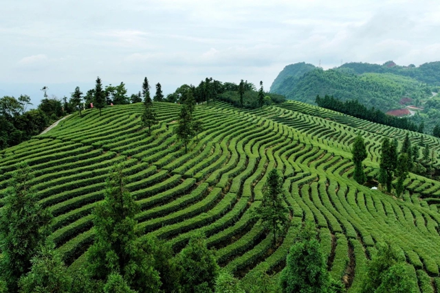 夏日茶园满眼绿｜纳溪茶叶采收正当时