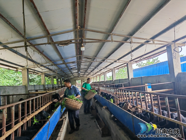 泸县天兴镇：驻村工作队引领，激活乡村振兴发展新动能