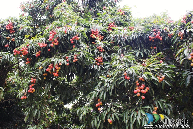 泸县玉蟾街道：以“荔”为媒，助力乡村振兴