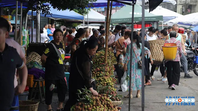 合江荔枝上市了！预计今年产量5000万公斤