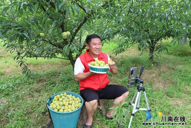 纳溪：“支部+农户”让小小蜂糖李变“摇钱树”