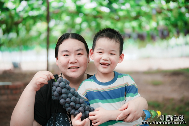 泸县玉蟾街道：葡萄采摘尝鲜正当时  “甜蜜经济”多点开花