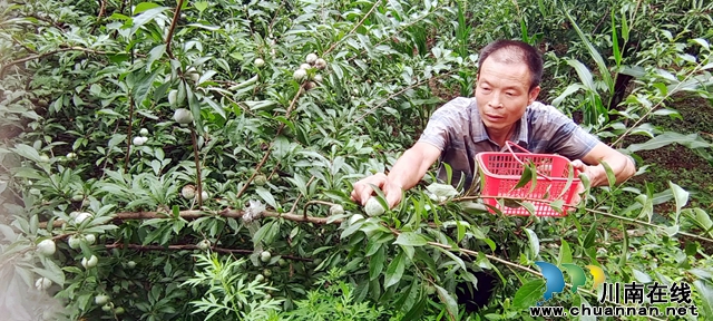 纳溪区打古镇：沉寂30多年，六旬乡贤让“朱砂李”重焕生机富乡邻