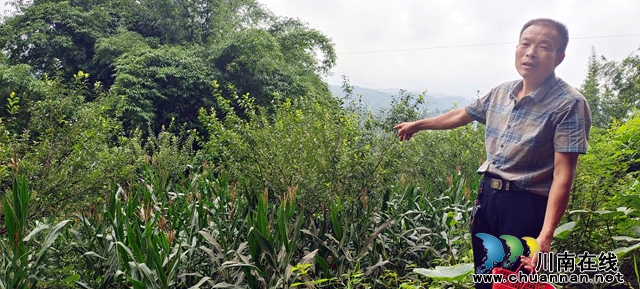 沉寂30多年 六旬乡贤让“朱砂李”重焕生机富乡邻(图3) 图3:庞国洲介绍李子地套种的玉米.jpg