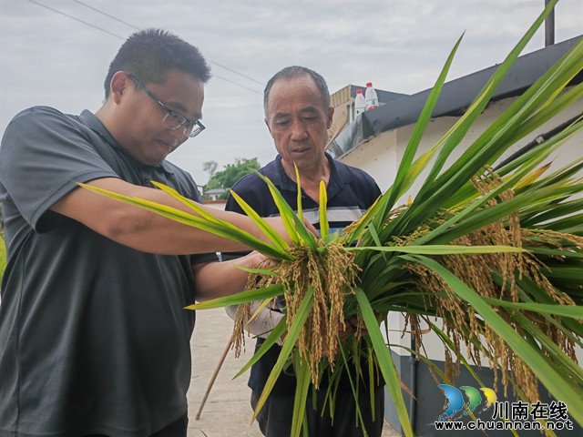 最高亩产803.52公斤｜泸县2024年中稻再生稻百亩超高产攻关片中稻通过省上专家组测产验收