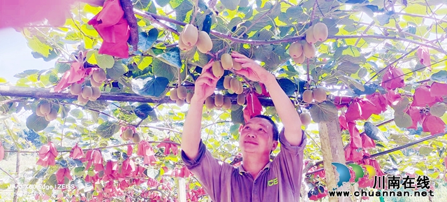 纳溪区合面镇：返乡创业种猕猴桃 换卖法省时省力又增收