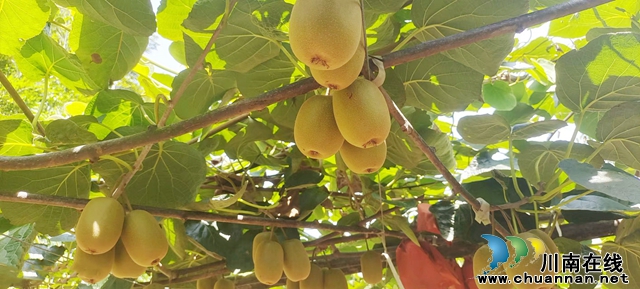 图2：猕猴桃秀色可餐.jpg