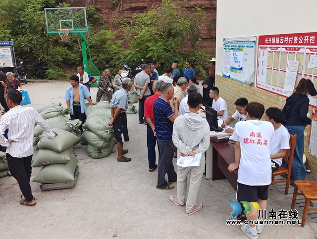 宜宾南溪区长兴镇：红粮收购一条龙，农户获利笑颜开