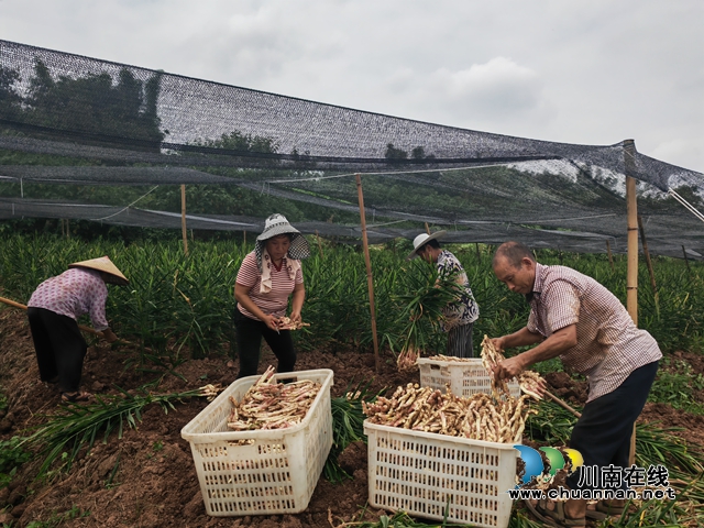 泸县牛滩生姜走出国门