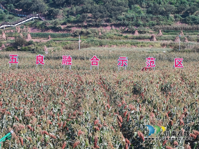 泸县：高粱“酿”成乡村振兴路