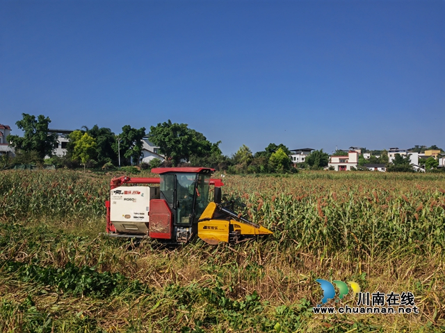 泸县机械收割高粱（曾佐然摄）.jpg