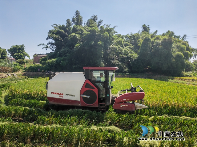 泸县机械收割水稻（曾佐然摄）.jpg