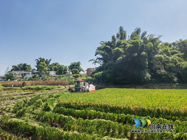 泸县机械化收割水稻1（曾佐然摄）.jpg