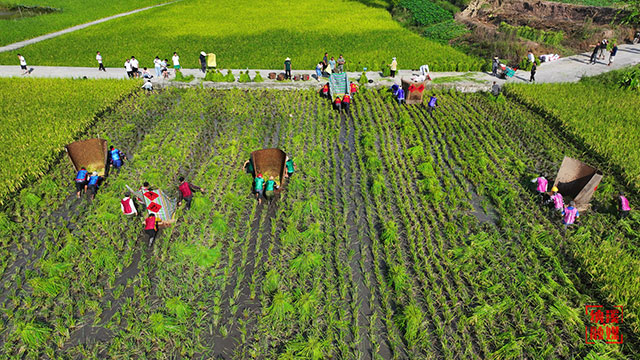 纳溪：打谷子 庆丰收 这场比赛“农”味十足