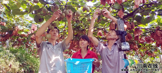 夫唱妇随 返乡种猕猴桃带领乡亲一起富(图2) 图2:直播卖猕猴桃.jpg