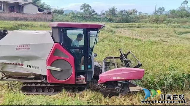 泸县玉蟾街道：人大代表助力粮食安全，旱稻种植解决遗留问题