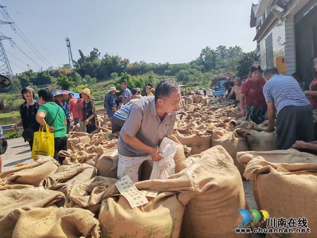 泸县海潮镇：有机红高粱映红致富路