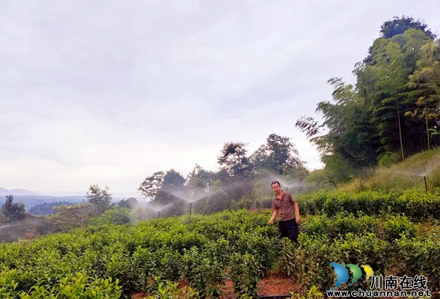 图3：有水喷灌茶园绿油油.jpg