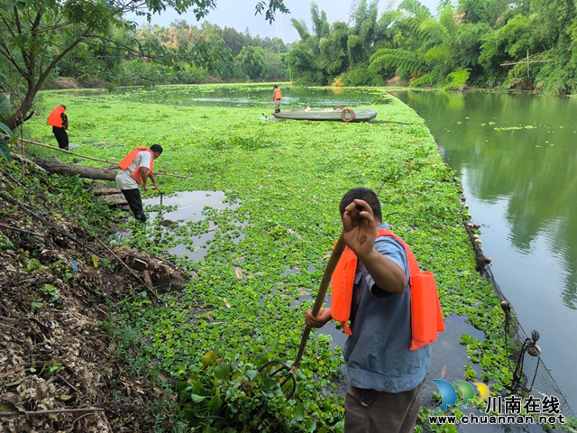 龙马潭区鱼塘街道:清除水葫芦,呵护水生态