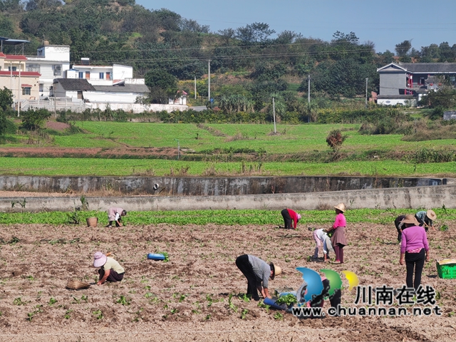 移栽油菜（曾佐然摄） (2).jpg