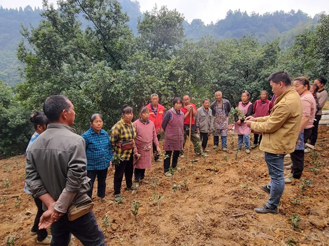 以“叶”兴业|纳溪区打古镇普照村“乡村振兴 女子学堂”举办茶树种植培训